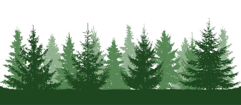Green forest, fir trees silhouette. Isolated on white background. Vector illustration.