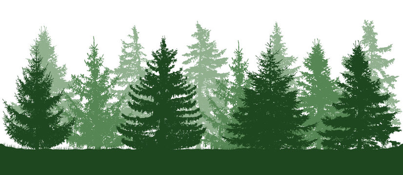 Summer green forest, silhouette of spruces. Vector illustration.