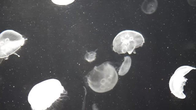 sea moon jellyfish