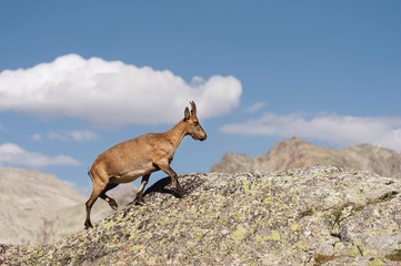 Young female alpine Capra ibex on the high rocks stone in Dombay mountains. North Caucasus. Russia