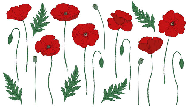 Red poppy flowers. Pap&aacute;ver. Green stems and leaves. Big set of elements for design. Hand drawn vector illustration. Monochrome black and white ink sketch. Line art. Isolated on white background. 