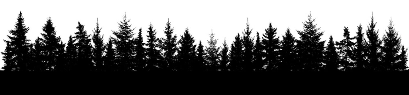 Forest of spruce trees silhouette. Coniferous spruce panorama. Horizon