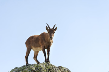 Young female alpine Capra ibex looking at the camera and standing on the high rocks stone in Dombay mountains against the sky. North Caucasus. Russia