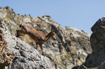 Fototapeta na wymiar Young female alpine Capra ibex on the high rocks stone in Dombay mountains. North Caucasus. Russia