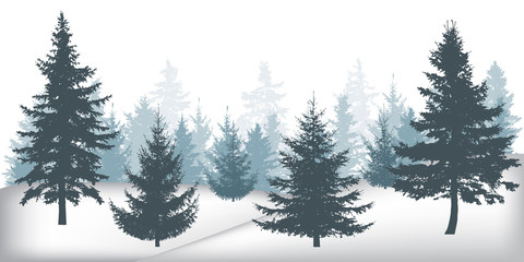 Winter forest, silhouettes of beautiful spruce trees.