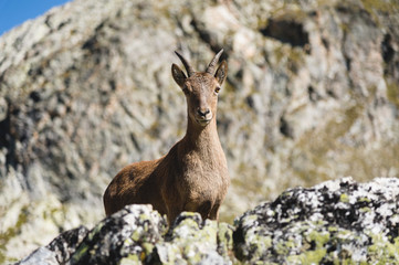 Young female alpine Capra ibex looking at the camera and standing on the high rocks stone in Dombay mountains against the rocks. North Caucasus. Russia