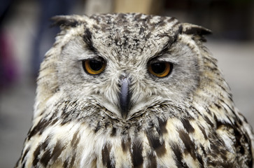 Royal Owl