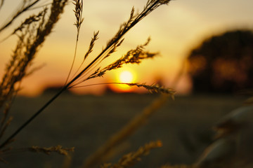 Sunset in the fields