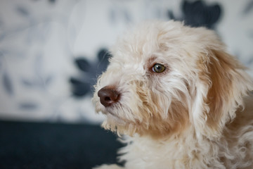 Cute Lagotto Romagnolo puppy