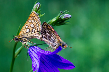 Mating of butterflies on a flower