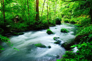 Obraz premium 奥入瀬渓流（青森県・十和田市）