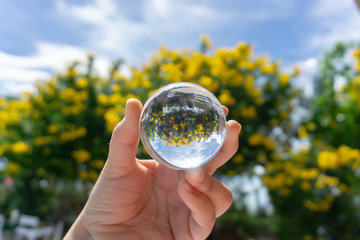 Contact juggling. Hand and acrylic ball. The flowering yellow bush is reflected in the glass sphere.