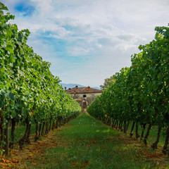 Fototapeta na wymiar Vineyard in Tuscany 