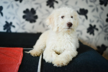 Lagotto romagnolo puppy