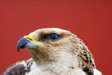 eagle head shots