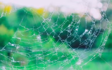 Spider's web, beautiful elegant colorful natural blurred background. Elegant natural backdrop with cobweb.