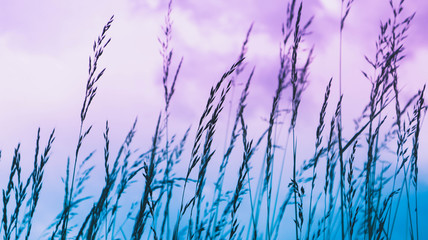 Colorful mystic grass with macro view on the evening sky light. Natural herbal backdrop with meadow grass, close up.