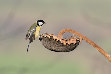 Cinciallegra attera sul fiore di girasole (Parus major)