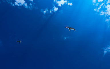Fototapeta na wymiar Beautiful seagulls fly in bright summer blue sky. Couple of seabirds at the cloudy sky background, freedom concept.