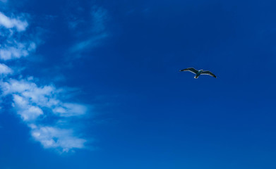 Beautiful onу seagull fly in bright summer blue sky. Single seabird at the cloudy sky background, freedom concept.