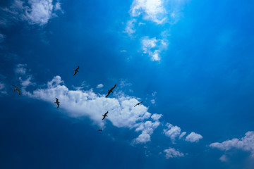 Fototapeta na wymiar A beautiful seagulls flying in blue summer sky. A flock of seabirds at the cloudy sky background, freedom concept.