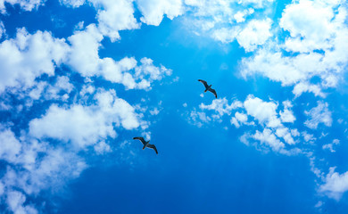 Beautiful seagulls fly in bright summer blue sky. Couple of seabirds at the cloudy sky background, freedom concept.