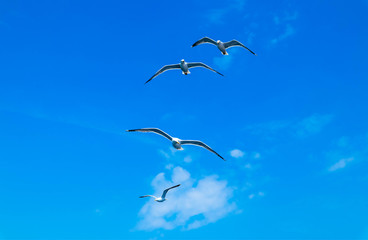 A beautiful seagulls flying in blue summer sky. A flock of seabirds at the cloudy sky background, freedom concept.