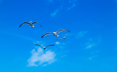 A beautiful seagulls flying in blue summer sky. A flock of seabirds at the cloudy sky background, freedom concept.