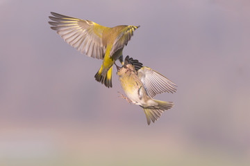 Verdoni comuni in lotta aerea (Chloris chloris)