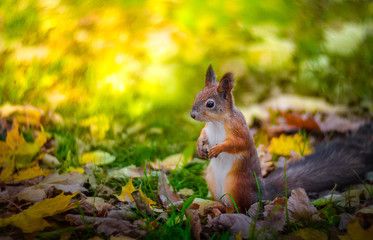 squirrel on the background of leaves