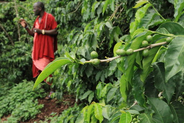 raw coffee beans located in a farm at northern Tanzania where the weather and soil are ideal for...