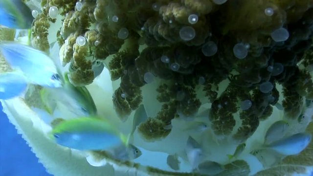 Rhizostone Jellyfish Close up
Filmed with Canon HF G20 camera in Gates Underwater housing on Koh Tao/Thailand. 1080 HD