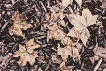 HOJAS DE OTOÑO ENTRE VIRUTAS DE MADERA