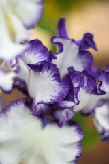 white iris with purple edging