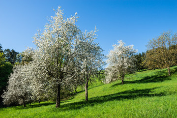 Blühende Streuobstwiese in Burgauberg im Burgenland (A)