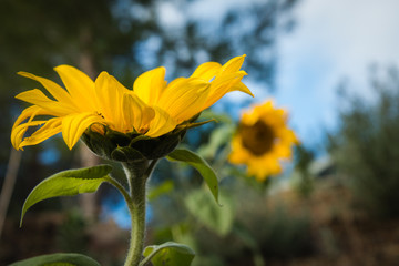 A close up photo of sunflower.
