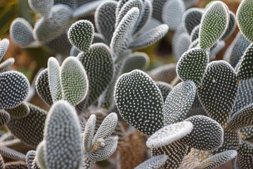 big cactus bush