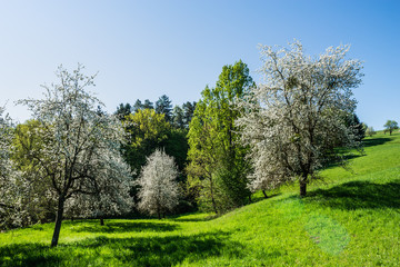 Fototapeta na wymiar Streuobstwiese im Burgenland