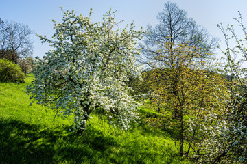 Blühende Obstbäume im Frühling