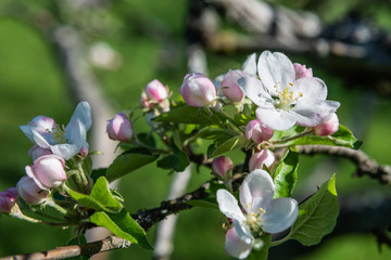 Apfelblüte am Baum