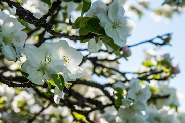 Apfelblüte im Frühling am Baum