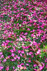 草の生えた地面に落ちた濃いピンクのサザンカの花びら