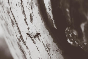 two ants on a wooden background, macro view. A couple of ants on the tree Wood  surface, closeup.