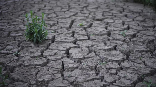 Mudcracks in the riverbed of the river Rhein in Bonn, Germany, after the drought in 2018 with the first rain