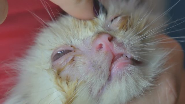 Close up, human hands process the eyes of little cat. Veterinary concept, eye drops for animals. Homeless little kitty. Eye festers.