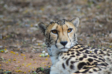 A cute cheetah relaxing in a game reserve