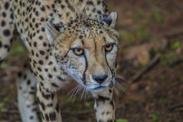 Cute staring Cheetah
