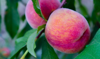 Delicious peaches on a tree, close up. Peach tree with harvest, macro view. Natural backdrop.