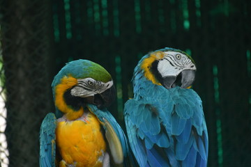 Macaw imitating Macaw