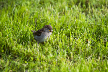 Sparrow sitting in the grass